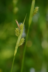Carex pallescens, photograph author not stated, no rights reserved