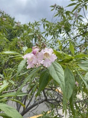 × chitalpa tashkentensis