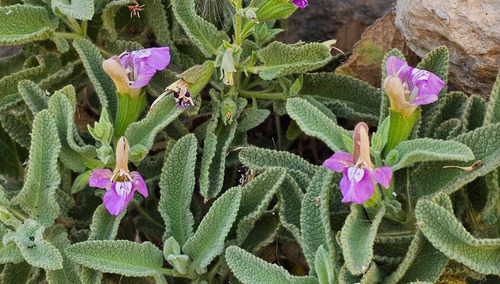 Kurdish Sage