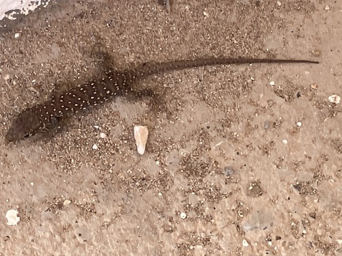 Ocellated Lizard