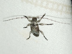 Sternidius mimeticus