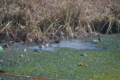 Pardirallus sanguinolentus