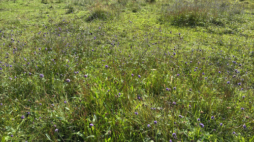 Devil's-bit Scabious