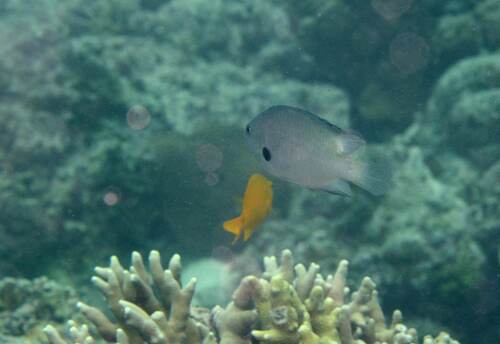 Pomacentrus alexanderae observed 2026-07-12