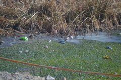 Pardirallus sanguinolentus