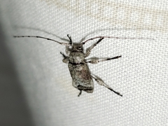 Sternidius mimeticus