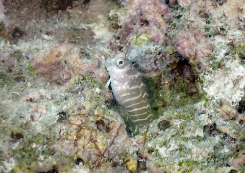 Salarias segmentatus observed 2026-07-12