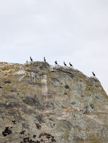 Great Cormorant