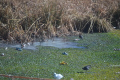 Pardirallus sanguinolentus