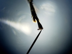 Sternidius mimeticus