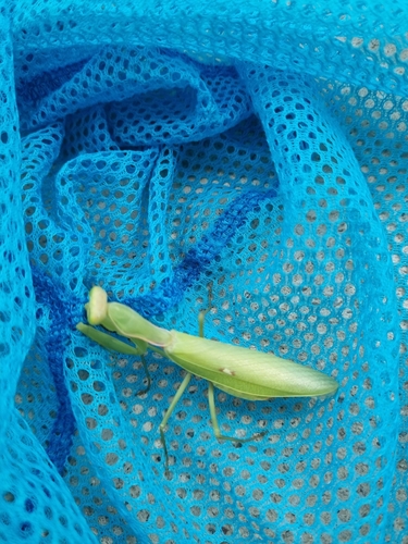 Giant Asian Mantis