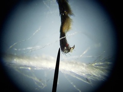 Sternidius mimeticus