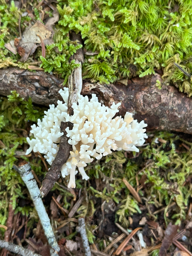white coral fungus