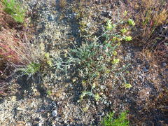 Astragalus lentiginosus nigricalycis