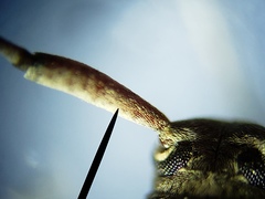 Sternidius mimeticus