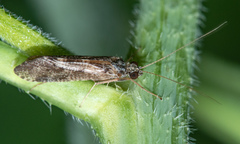 Hydropsyche occidentalis