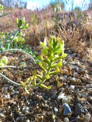 Astragalus lentiginosus nigricalycis
