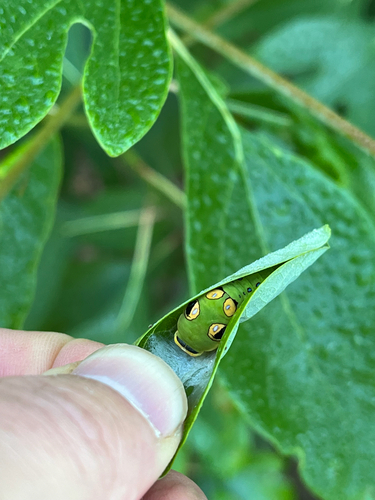 Spicebush swallowtail