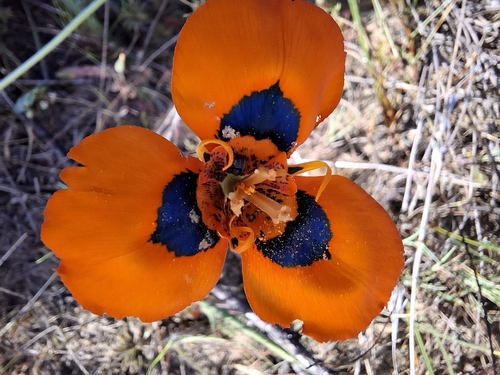 Moraea tulbaghensis