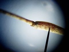 Sternidius mimeticus