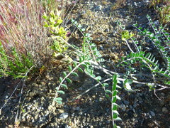 Astragalus lentiginosus nigricalycis
