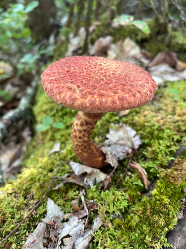 Painted Suillus