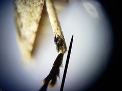 Sternidius mimeticus