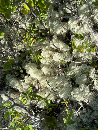 Star-tipped Reindeer Lichen