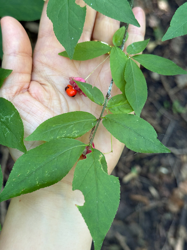 Warty-barked Spindle