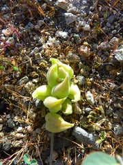 Astragalus lentiginosus nigricalycis