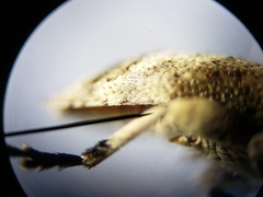 Sternidius mimeticus