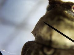 Sternidius mimeticus