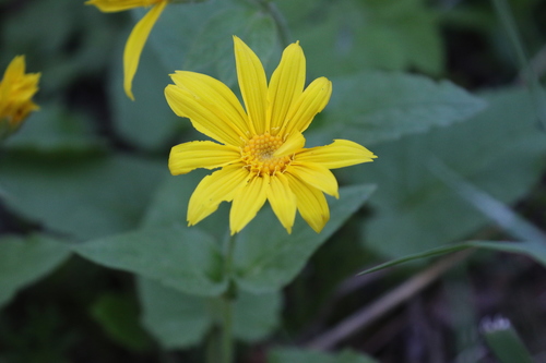 heartleaf arnica