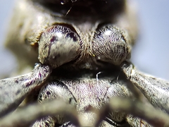 Sternidius mimeticus