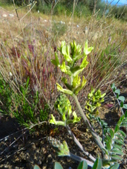 Astragalus lentiginosus nigricalycis