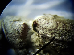 Sternidius mimeticus