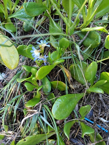 Scaevola calendulacea, photograph 3