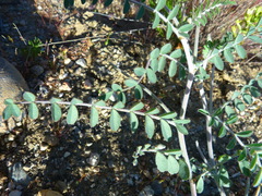 Astragalus lentiginosus nigricalycis