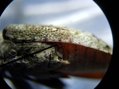 Sternidius mimeticus