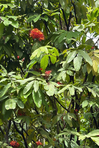Saraca observed 2026-08-29