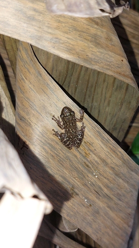 Fuscous-blotched Snouted Tree Frog