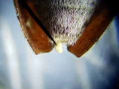 Sternidius mimeticus