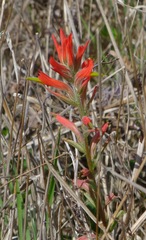 Castilleja affinis