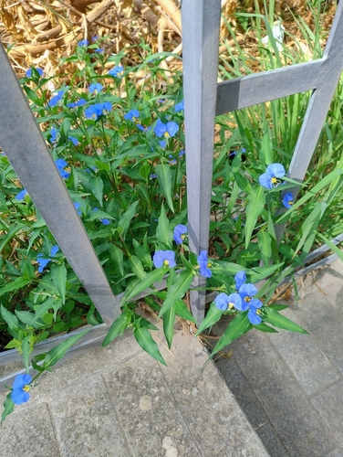 whitemouth dayflower
