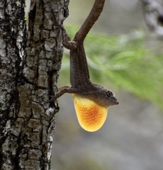 Anolis jubar oriens