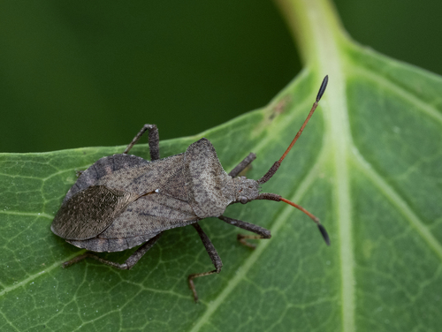 Dock Bug