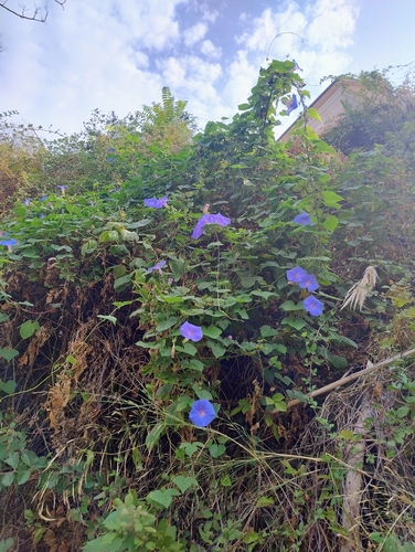 oceanblue morning glory