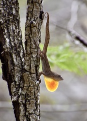 Anolis jubar oriens