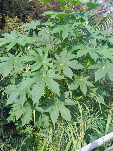 castor bean