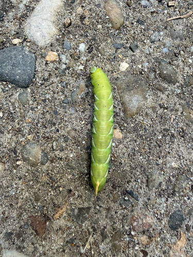 Privet Hawkmoth